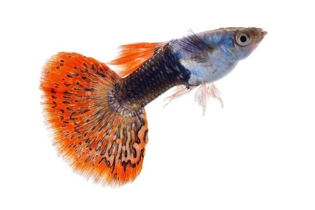 十大最耐養(yǎng)的孔雀魚