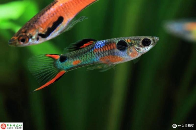 十大最耐養的孔雀魚