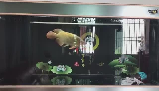 龍魚真的可以擋災嗎圖片大全：龍魚擋災的說法是一種文化傳統和風水信仰的表現