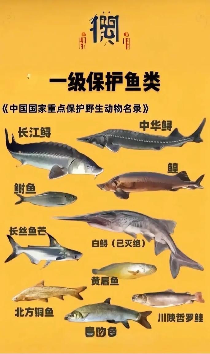 鮰魚圖片