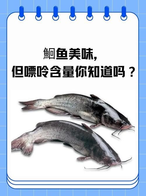 鮰魚圖片
