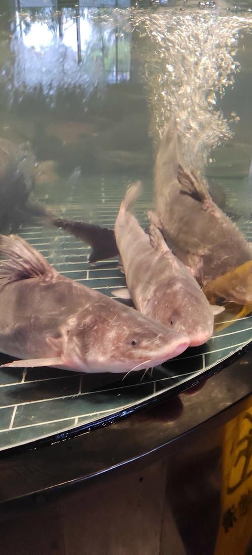 鮰魚圖片