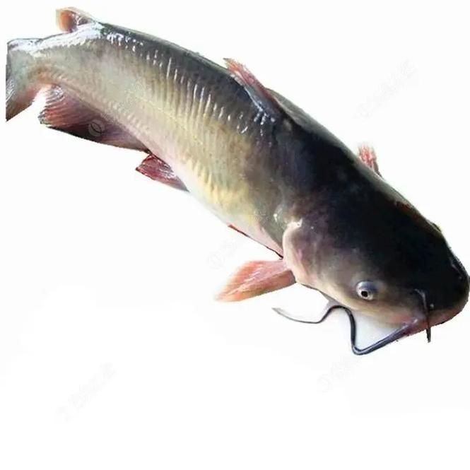 鮰魚圖片