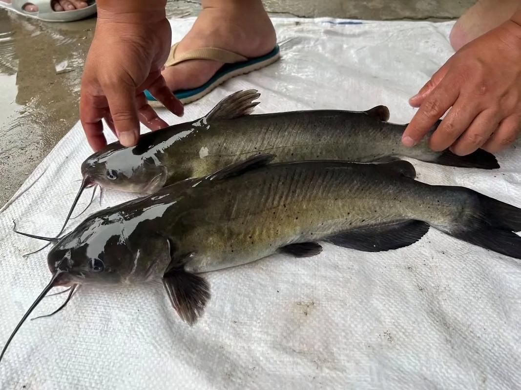 鮰魚圖片