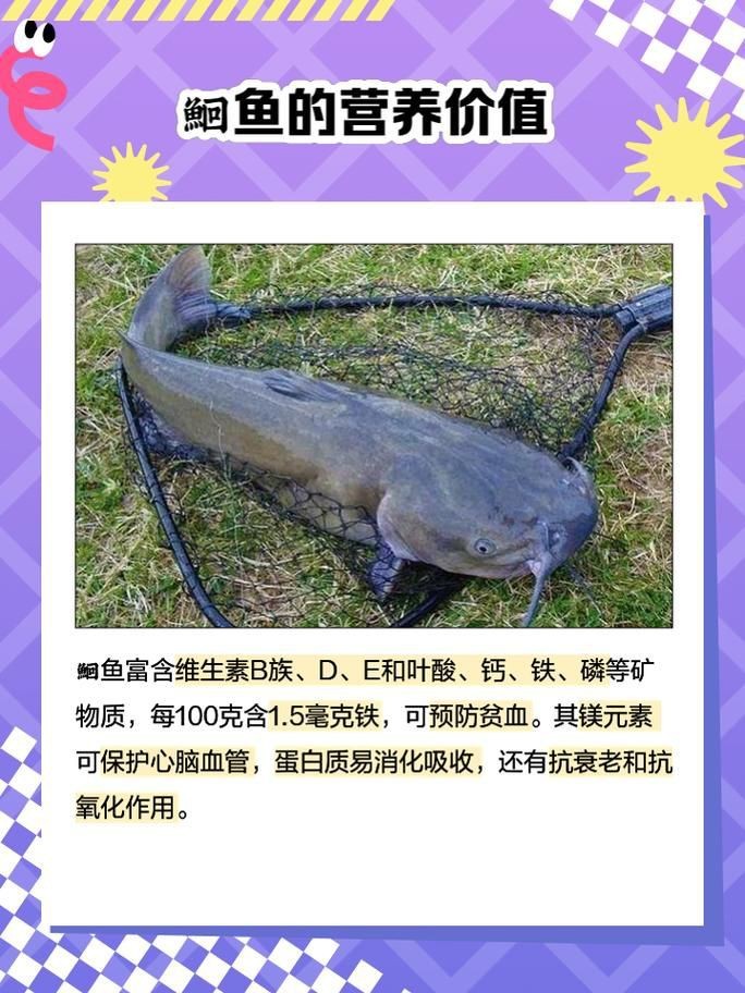 鮰魚圖片