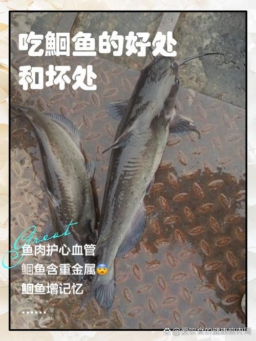 鮰魚圖片