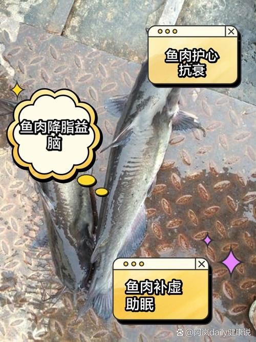 鮰魚圖片