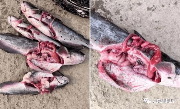 鮰魚圖片