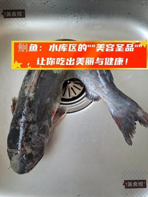鮰魚圖片