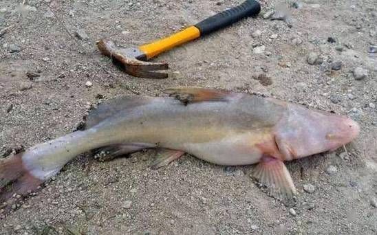 鮰魚圖片