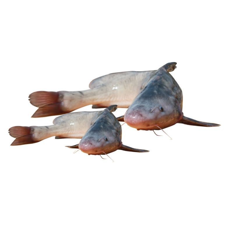 鮰魚圖片