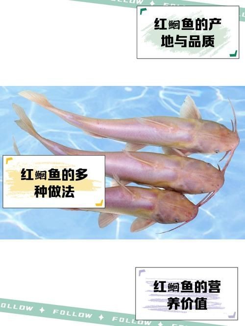 鮰魚圖片
