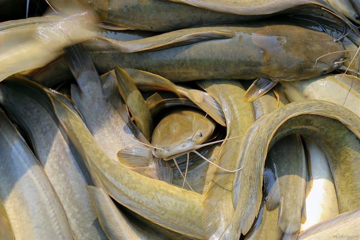 鮰魚圖片
