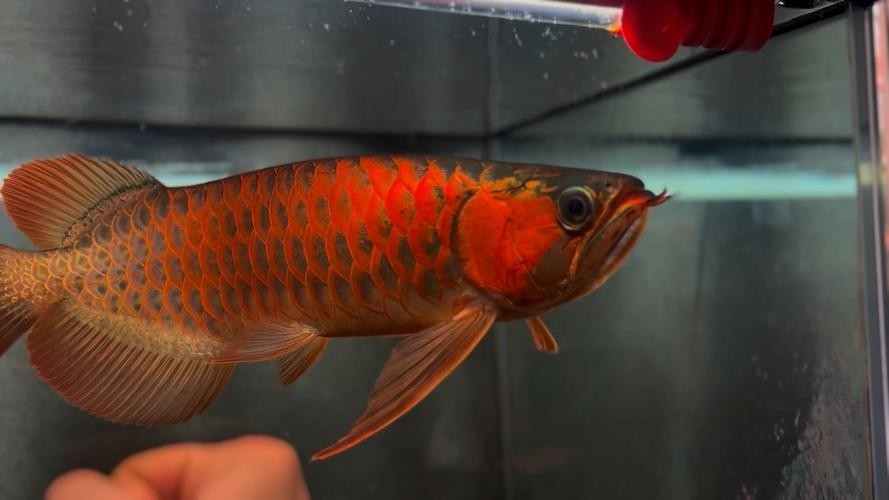 安巴旺紅龍魚