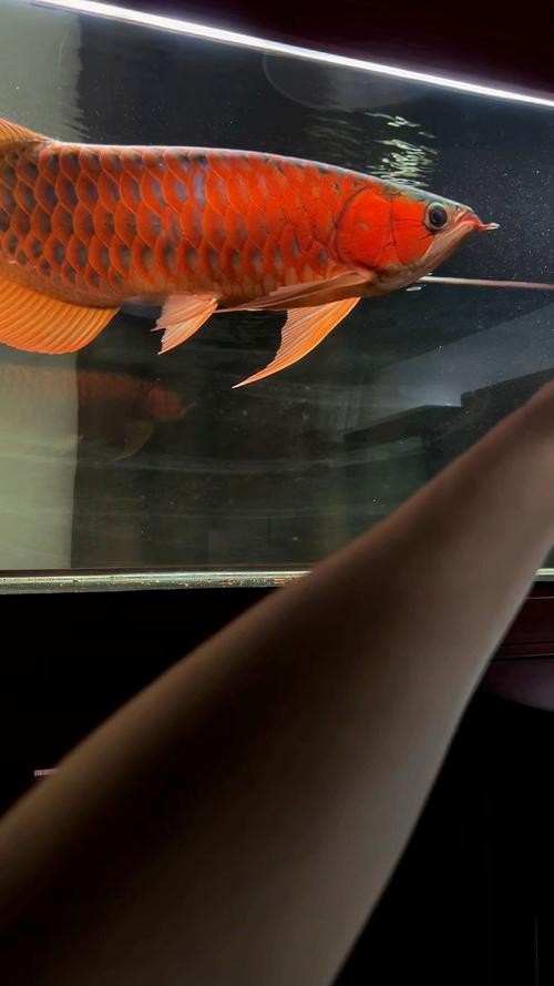 安巴旺紅龍魚