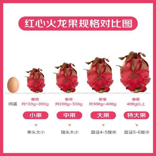 如何挑選新鮮的紅心火龍果？