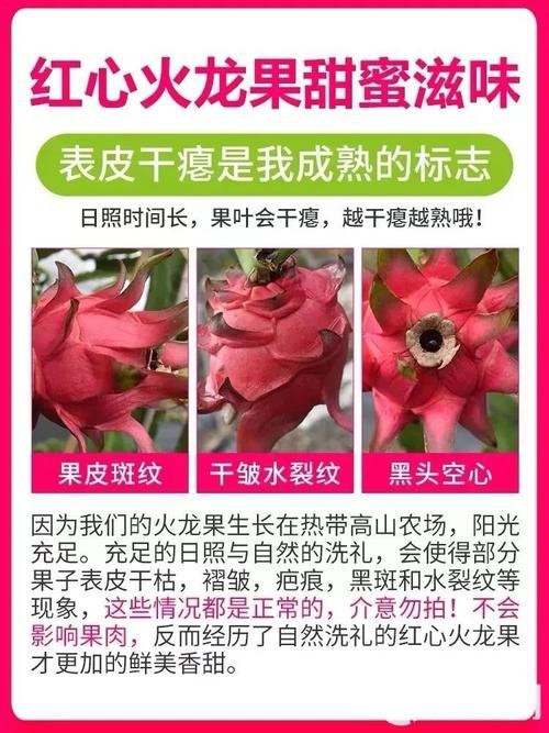 如何挑選新鮮的紅心火龍果? 龍魚百科 第5張 如何挑選新鮮的紅心火龍果? 如何挑選新鮮的紅心火龍果? 龍魚百科 第5張