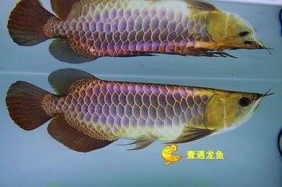 魚缸曬太陽對金魚的影響：養金魚的注意事項