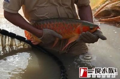 北京哪里賣紅龍魚的最多：北京紅龍魚的銷售地點