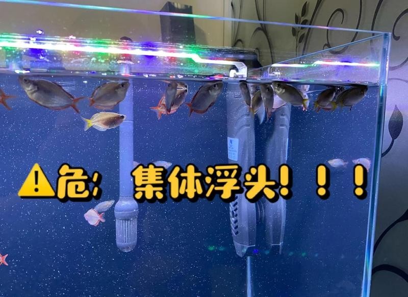 如何減少龍魚大賽中的死魚現象？