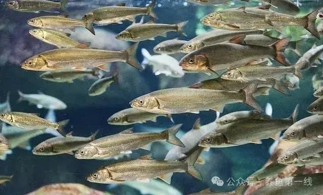 如何減少龍魚大賽中的死魚現象？