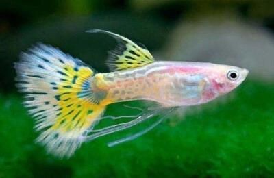 魚缸生態(tài)系統(tǒng)維護(hù)了解如何維護(hù)一個(gè)健康的魚缸生態(tài)系統(tǒng)：如何清理魚缸？