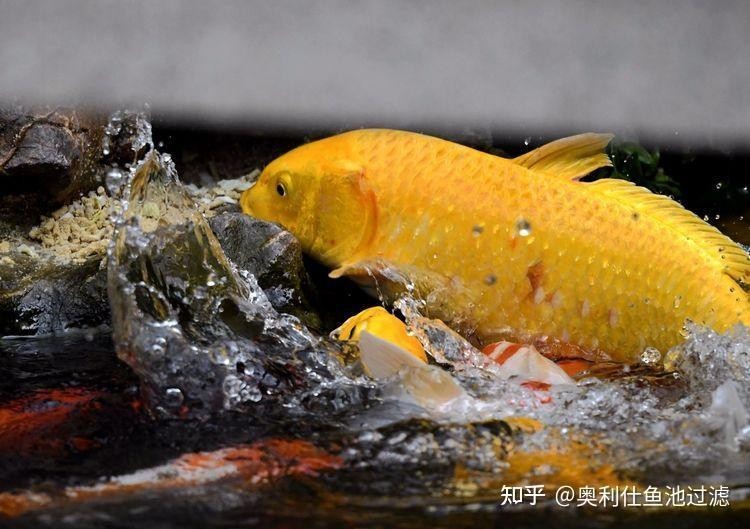 如何減少龍魚大賽中的死魚現(xiàn)象？