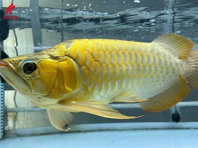 長城杯龍魚錦標賽