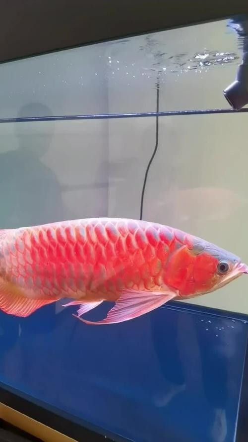 長城杯龍魚錦標賽