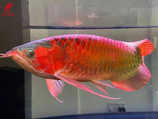 長城杯龍魚錦標賽
