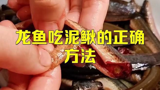 如何安全地給紅龍魚投喂活體泥鰍？