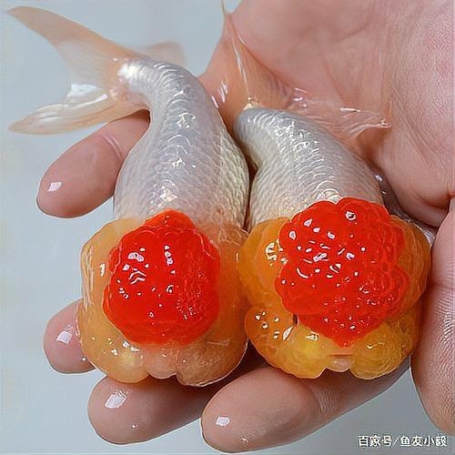 紅頭觀賞魚 龍魚論壇 第5張 紅頭觀賞魚 紅頭觀賞魚 龍魚論壇 第5張