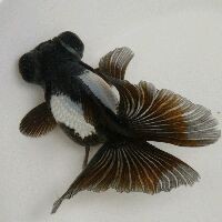 紅頭觀賞魚 龍魚論壇 第6張 紅頭觀賞魚 紅頭觀賞魚 龍魚論壇 第6張