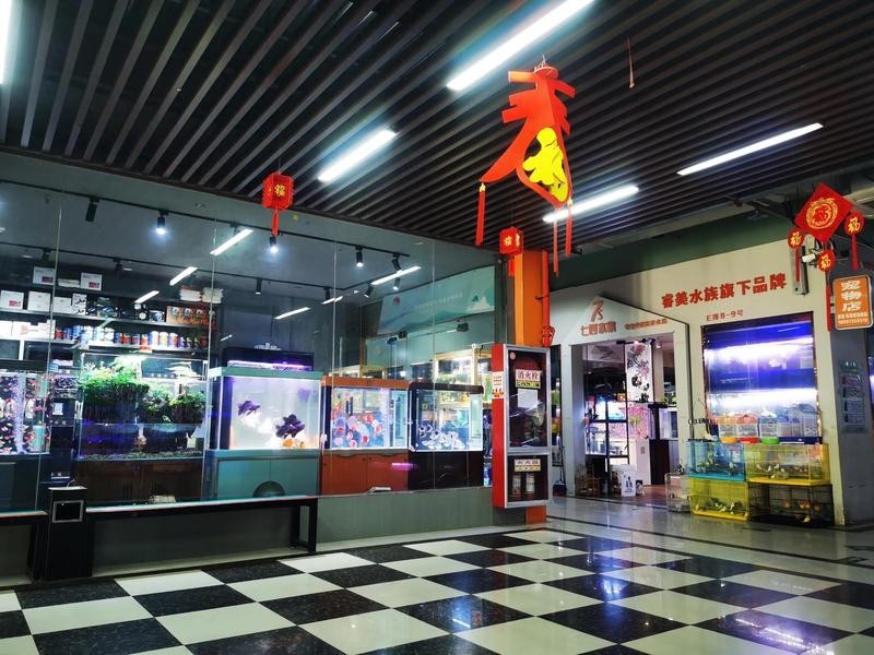 還有哪些地方可以購買到龍魚？