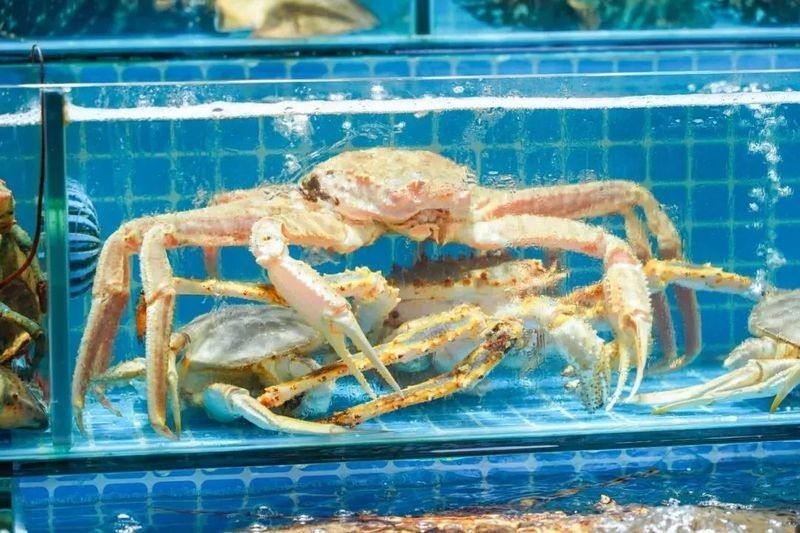廣州哪里有魚雜批發? 2025長城杯龍魚大賽 第5張 廣州哪里有魚雜批發? 廣州哪里有魚雜批發? 2025長城杯龍魚大賽 第5張