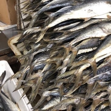 廣州哪里有魚雜批發? 2025長城杯龍魚大賽 第9張 廣州哪里有魚雜批發? 廣州哪里有魚雜批發? 2025長城杯龍魚大賽 第9張