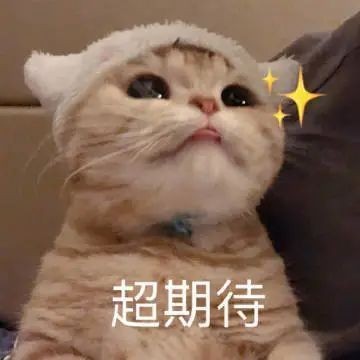 廣州哪里有魚雜批發? 2025長城杯龍魚大賽 第4張 廣州哪里有魚雜批發? 廣州哪里有魚雜批發? 2025長城杯龍魚大賽 第4張