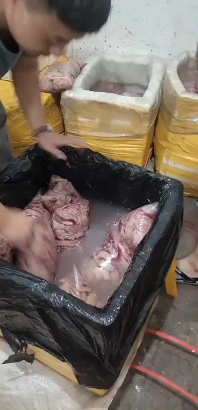廣州哪里有魚雜批發? 2025長城杯龍魚大賽 第14張 廣州哪里有魚雜批發? 廣州哪里有魚雜批發? 2025長城杯龍魚大賽 第14張