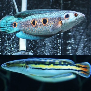 攀枝花市西區小星水族館（攀枝花市西區小星水族館電話）