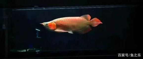 網購龍魚哪個平臺好一點（龍巔魚鄰如果您更注重交流和獲取全面信息）