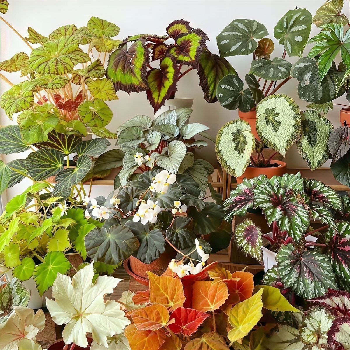 如何區(qū)分頂芽瘦螨和葉銹螨？