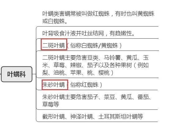 如何區(qū)分頂芽瘦螨和葉銹螨？