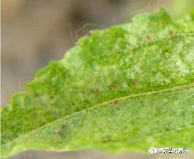 如何區(qū)分頂芽瘦螨和葉銹螨？