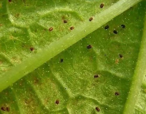如何區(qū)分頂芽瘦螨和葉銹螨？
