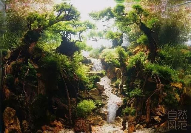 報名長城杯水草造景大賽需要哪些條件？
