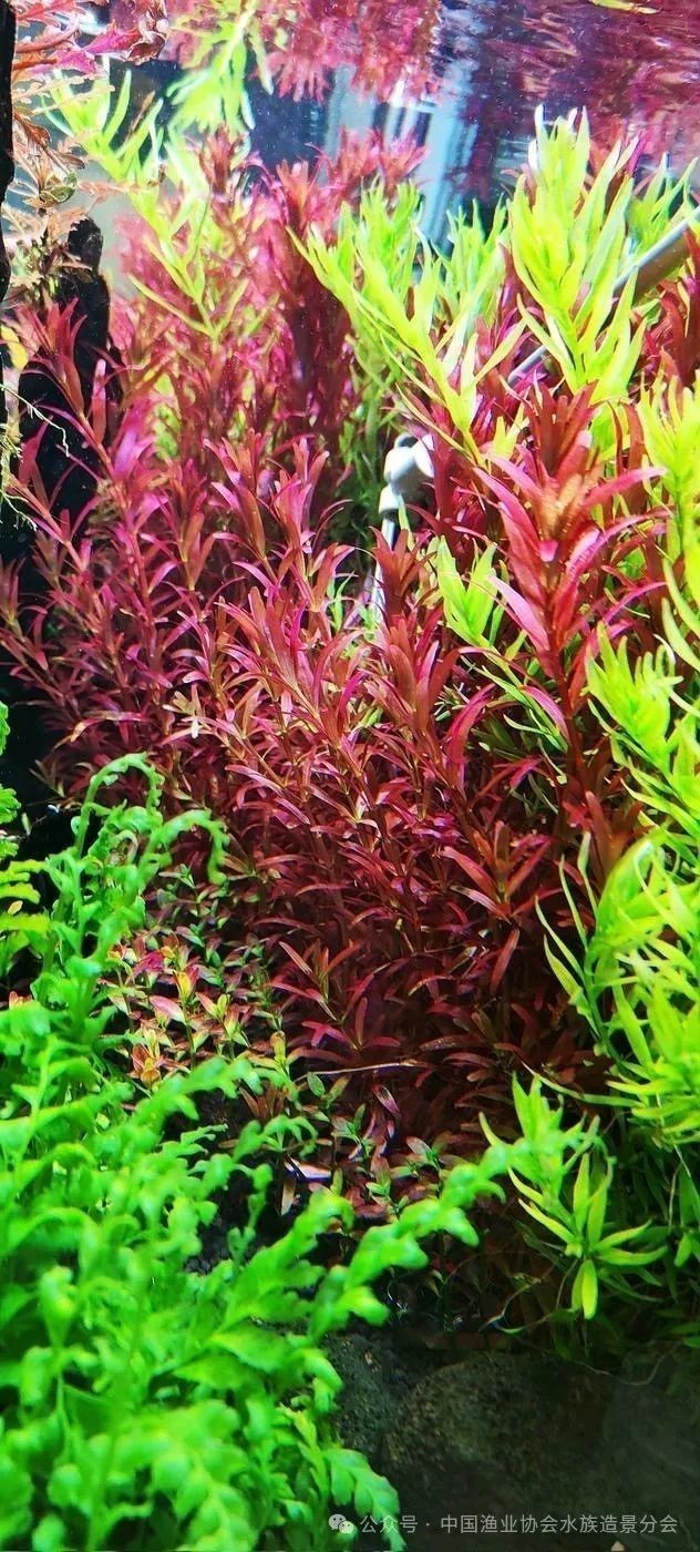 報名長城杯水草造景大賽需要哪些條件？