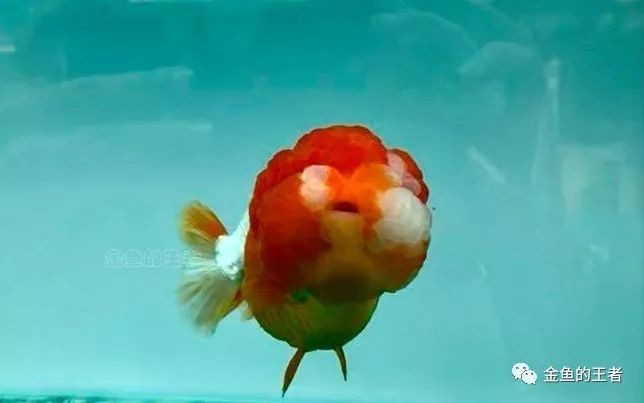 龍魚鰭爛期間需要停食嗎？
