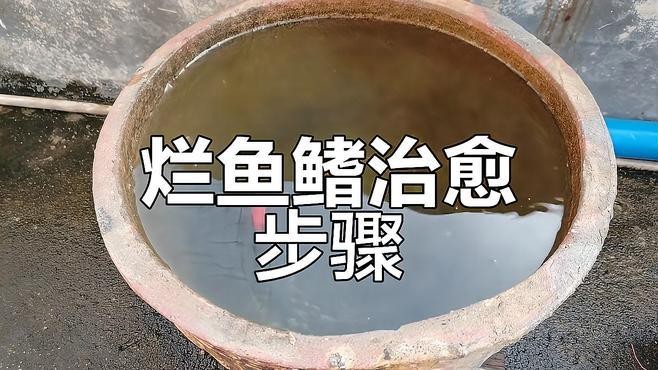 龍魚鰭爛期間需要停食嗎？