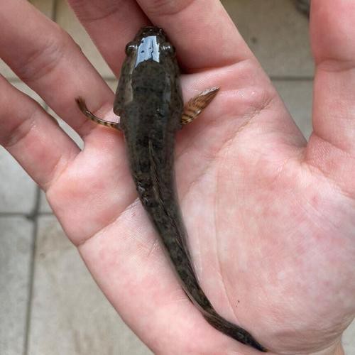 請提供更多野生雷龍魚的圖片