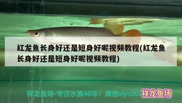 衡陽市哪里有魚缸賣的實(shí)體店地址和電話（衡陽賣觀賞魚的地方）